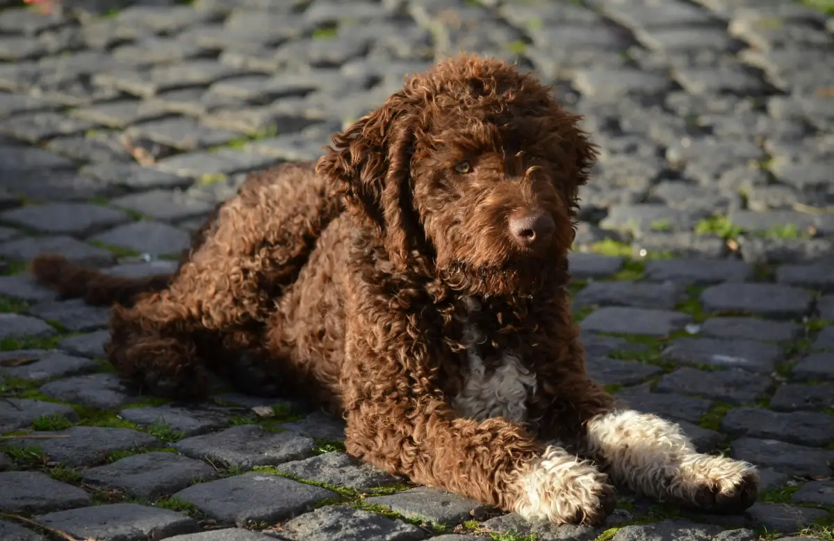 perro de agua español tumbado en adoquines