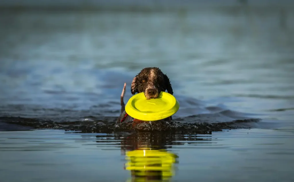 Perro de agua español nadando con un frisbee
