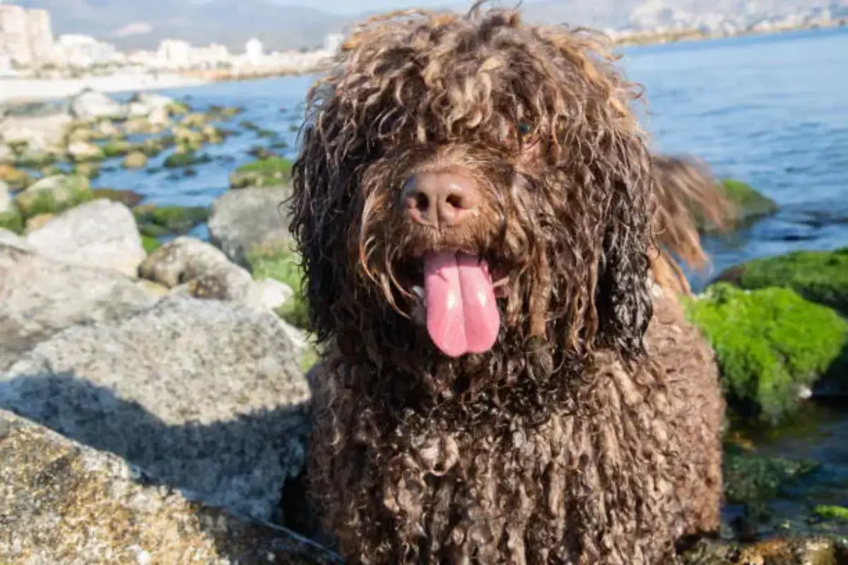 salud del perro de agua español