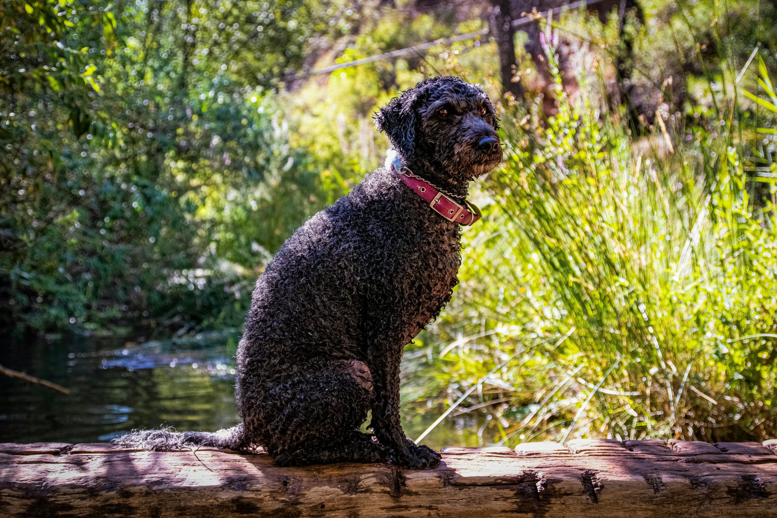 adiestramiento del perro de agua español