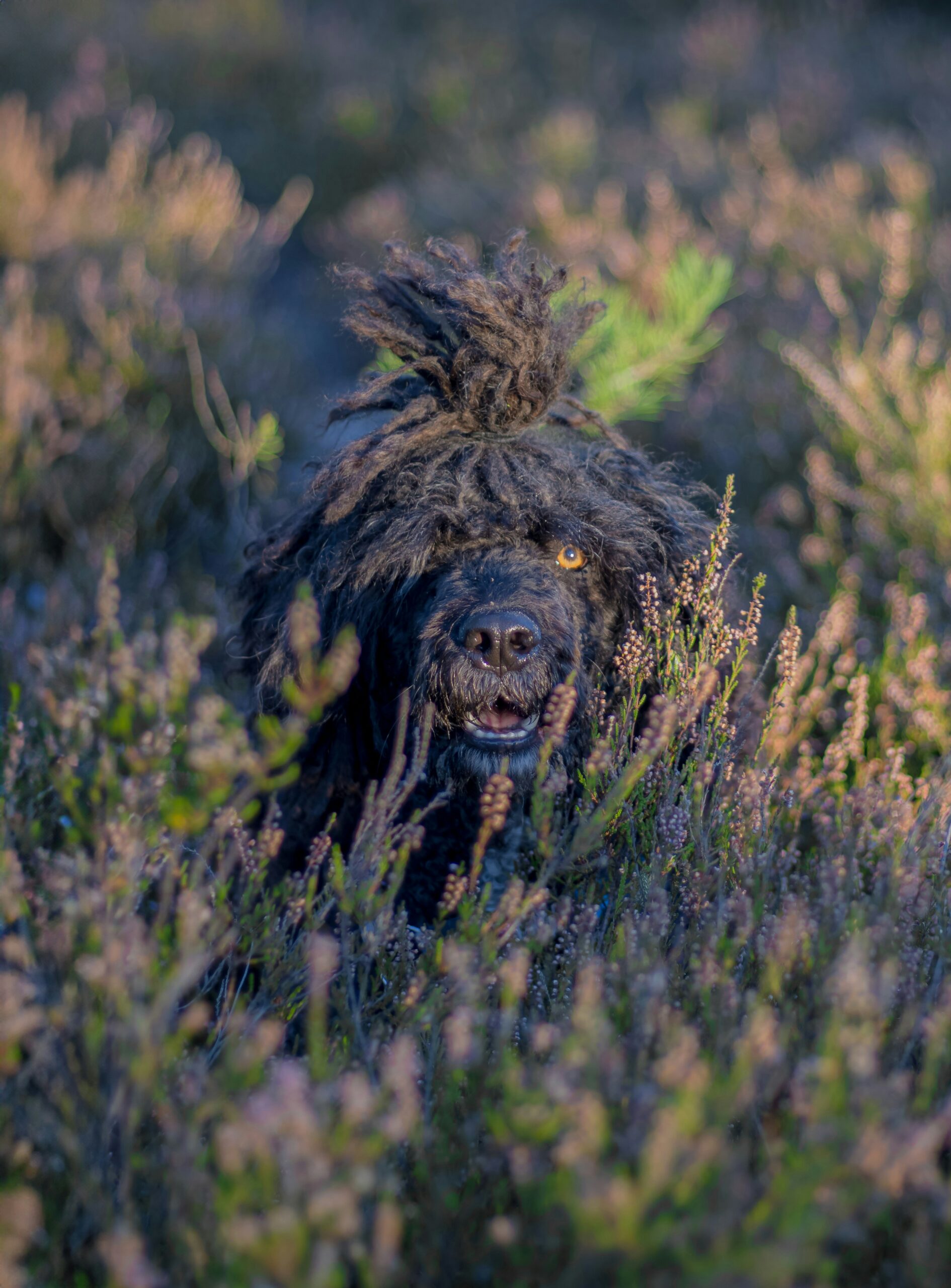 corte de pelo del perro de agua español